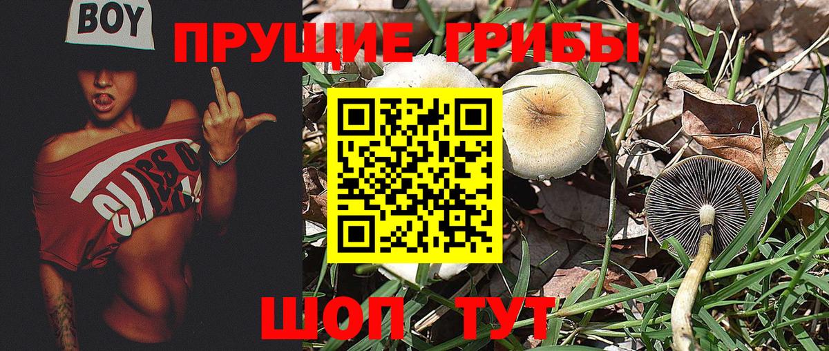 Галлюциногенные грибы GOLDEN TEACHER Богородск